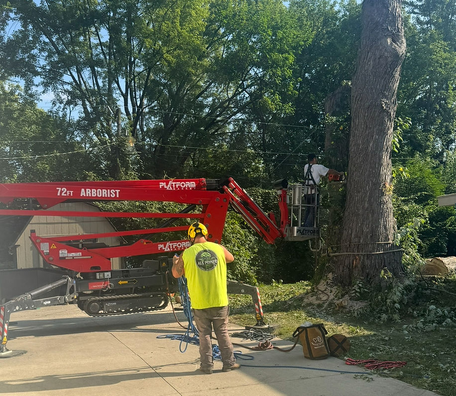 tree removal.jpeg