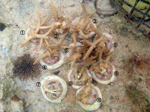 35COFFEE 2010/01 半年後