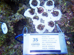 ベビーサンゴ移植 2012/01月分