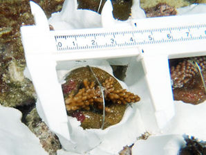 ベビーサンゴ移植 2012/06月