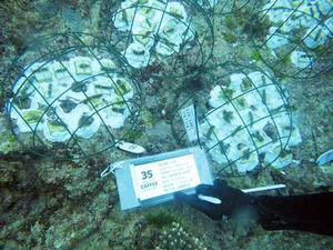 ベビーサンゴ移植 2015/03月分