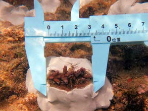 ベビーサンゴ移植 2013/04月