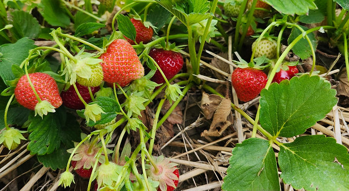 20250618_154704_edited_edited.jpg