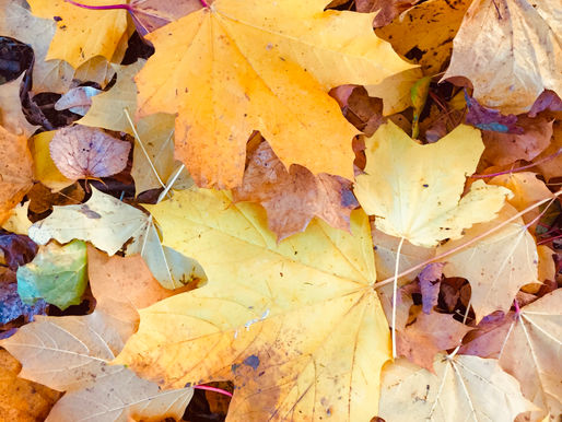 Grow forth and multiply to get FREE plants this Autumn.