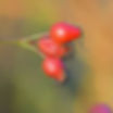 Rosehips on trees and shrubs