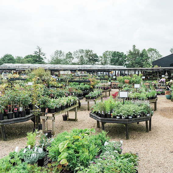 Plant and flower nursery near me cheap