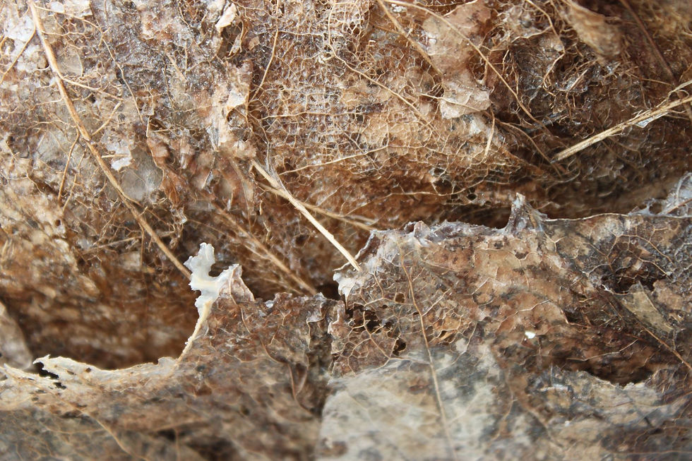 11212143_841289299241499_4174483394991750273_o