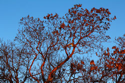 אחרי השריפה