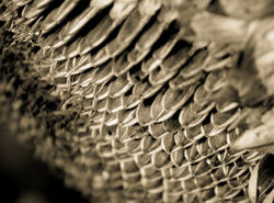 גרעינים שחורים