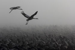 משקיפים מעל ההמון