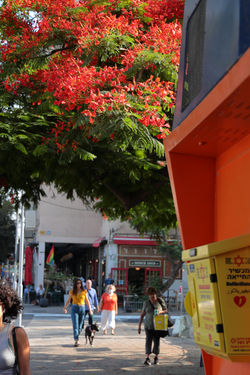 צאלון בפינת רחוב