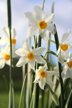 שדה של נרקיסים