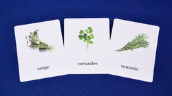 Echantillon du jeu d'images classifiées sur les plantes aromatiques