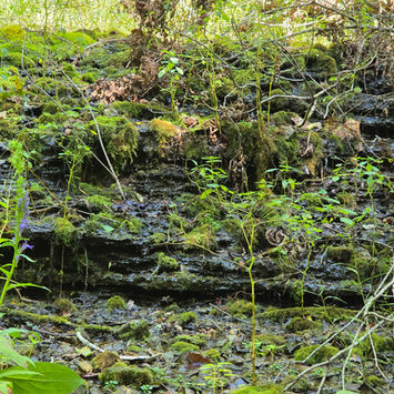 Mossy rock face with lush greenery and plants, a natural environment setting.