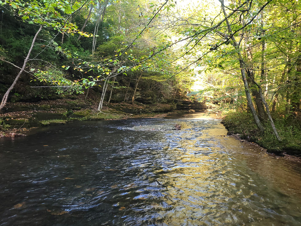 A flowing river through a forest landscape under a bright, sunny sky.