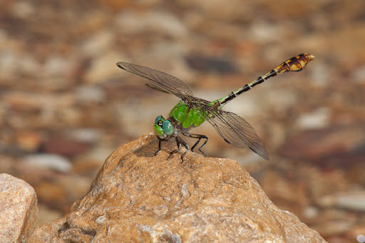 Snaketail Dragonfly.jpg