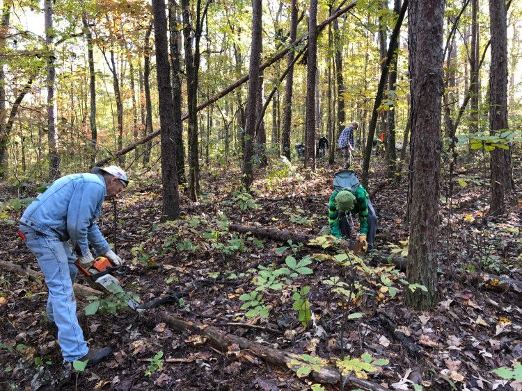 Volunteers clearing a forest of brush and fallen trees for conservation.