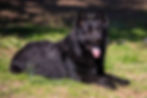 uzo Black Long Coat German Shepherd