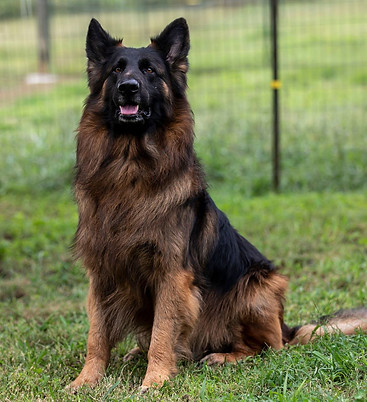 Warr Long Coat German Shepherd