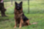 Warr Long Coat German Shepherd