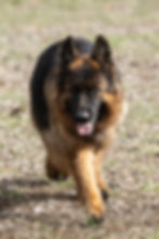 Goldie Long Coat Import German Shepherd