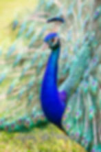 Animal Photography