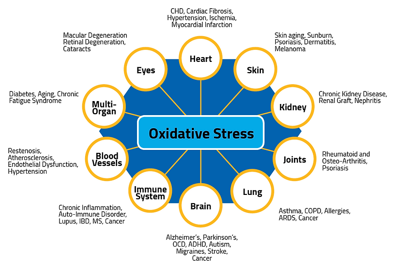 infographic showing the effects of oxidative stress on various parts of human body