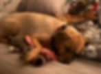 Mia sleeping on a blanket while cuddling one of her stuffed toys.