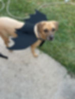 Mia standing outside wearing her bat wings.