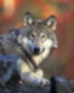 the strength of the wolf