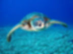 Sea turtle