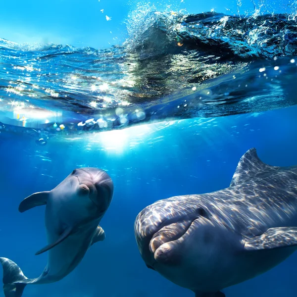 depositphotos_13898272-stock-photo-two-funny-dolphins-smiling-underwater.webp