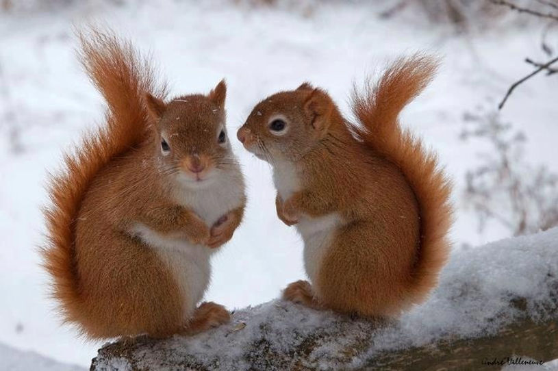 Squirrel