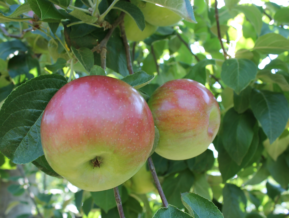 Thumbnail: Cortland (Grade B)