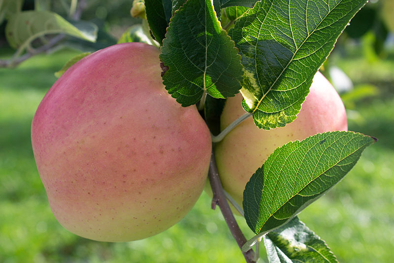 Thumbnail: Winter Banana (Grade B)