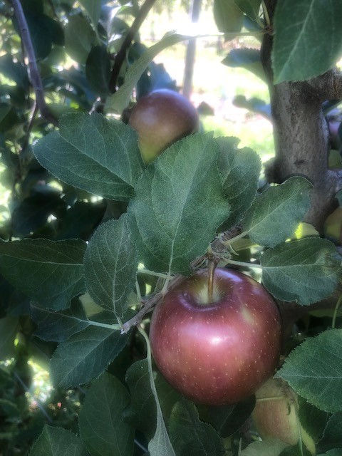 Thumbnail: Fuji (Grade B)