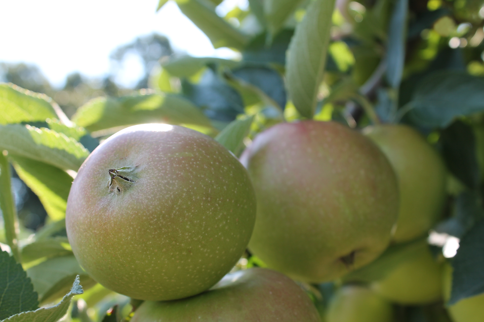 Thumbnail: Spencer (Grade B)