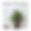 Thumbnail: SAWAH Cement Pot