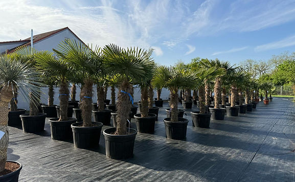 WhatsApp Image 2026-03-02 at 20.41.26.jpeg