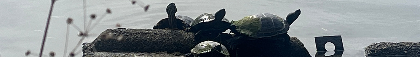 Turtles.jpeg