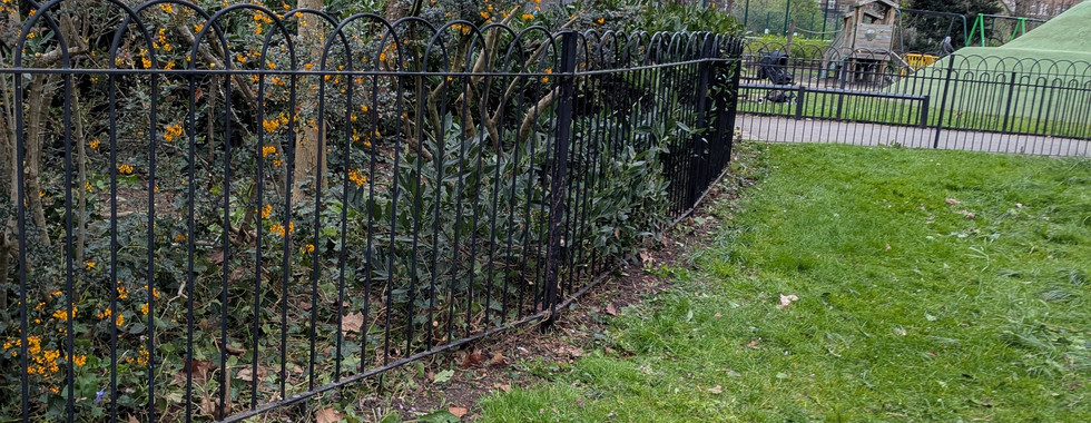 A railing-edged bed of pyracantha in bright orange berry, beside the main gate, with a clear strip of bare earth below showing where weeds and ivy have been cleared.