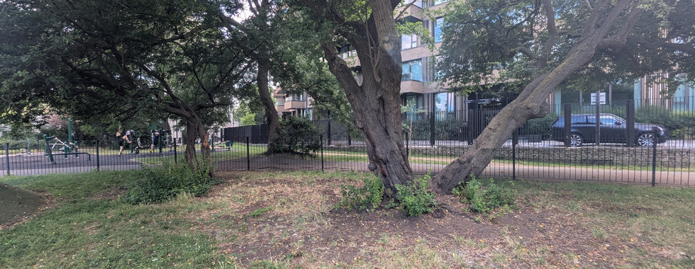 The multi-stemmed base of a large tree with the ground around the trunk cleared, a modern apartment block rising behind the garden fence.