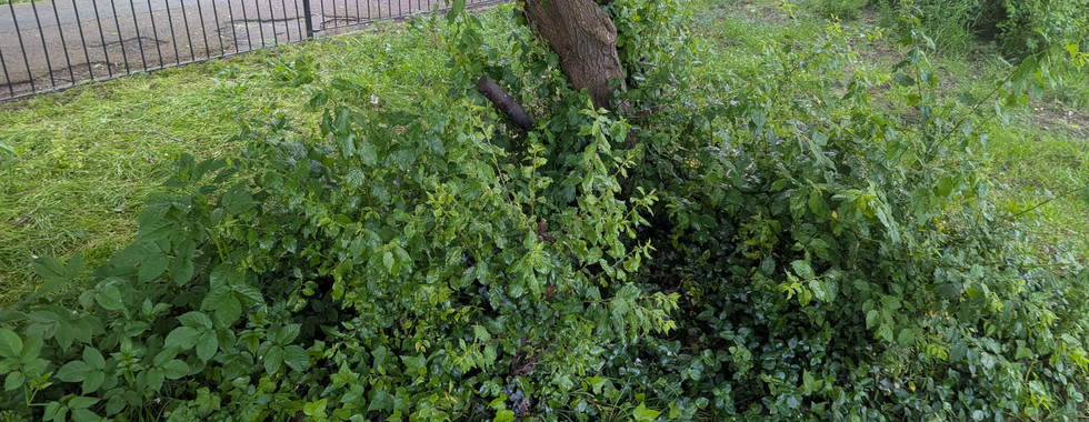 A dense mat of ivy and mixed undergrowth around the base of a mature tree against the perimeter railings, with overgrown shrubs spilling outward over the grass.