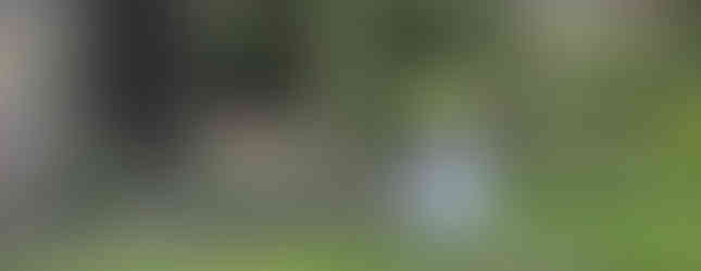Three Friends in hi-vis kneel and crouch to clear weeds and ivy beside the tall black bamboo grove along the park railings, with a ton bag ready for green waste in the foreground.