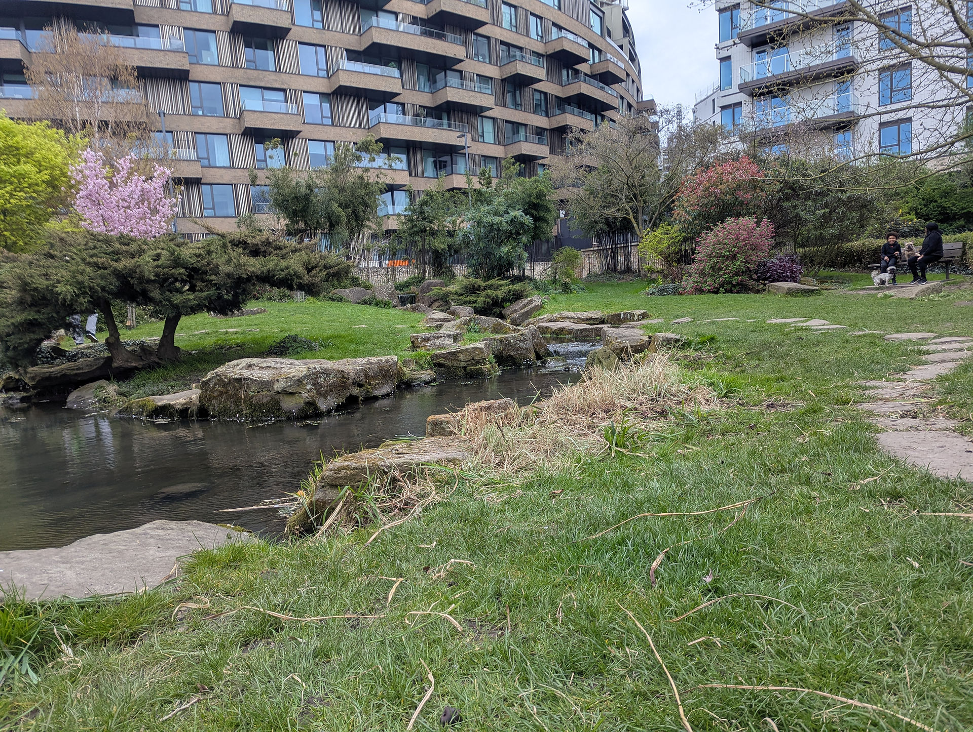 The stream running between the two ponds, bordered by stone stepping-stones and cleared banks, with a pink sakura tree on the left and the Television Centre apartments beyond.