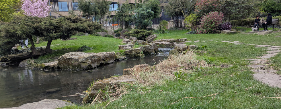 The stream running between the two ponds, bordered by stone stepping-stones and cleared banks, with a pink sakura tree on the left and the Television Centre apartments beyond.
