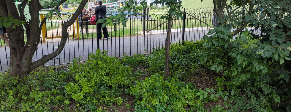 A border of variegated low planting cleared beneath trees along the railing, with the playground across the path.
