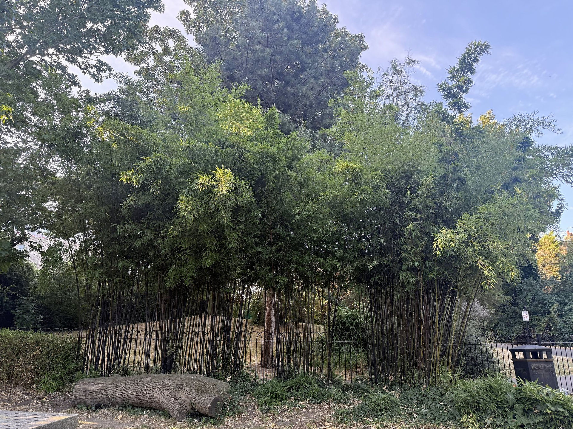 A wide bamboo stand behind low railings with a large felled tree trunk lying on the grass in front of it.