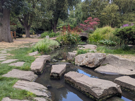 Flat stepping stones crossing a shallow stream in the Japanese Garden of Peace, with grass and a stone path to the left, a red-leaved acer and a low stone arch bridge in the distance, and mature willows overhead.