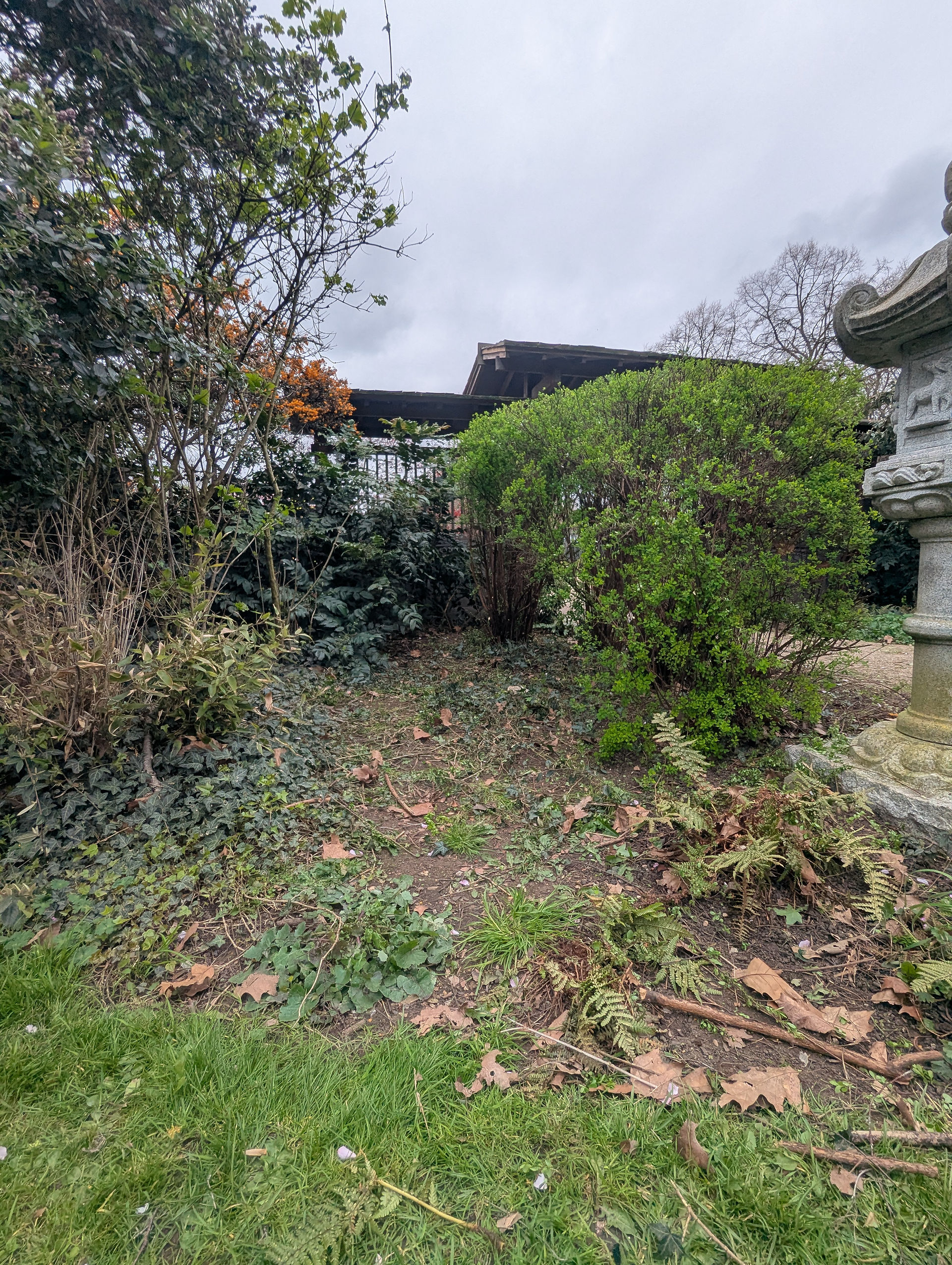 A bed beside the main gate showing piles of cut ivy and cleared ground, with the wooden gate structure and a stone lantern visible at the edges of the frame.